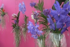 Orchideen Koch, Lennestadt