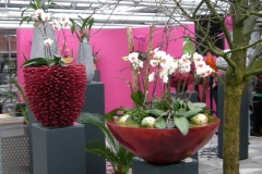 Orchideen Koch, Lennestadt